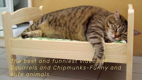 The Best and Funniest Videos of a Squirrel and a Chipmunk-Funny and Cute Animals