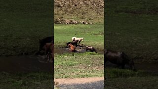 Brumbies bathe in a waterhole Splish Splash splish splash