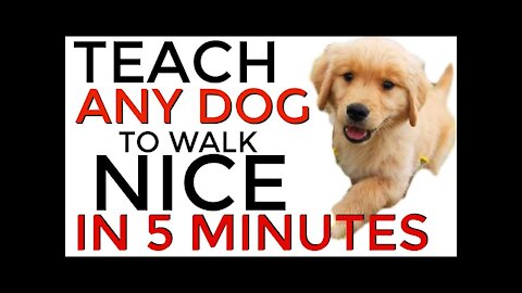 Teach ANY dog to walk nice on the leash | 5 MINUTE DOG TRAINING RESULTS! and TIPS