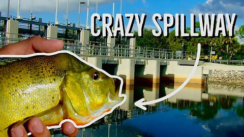 Fishing an ELITE SPILLWAY With Live-bait!😳