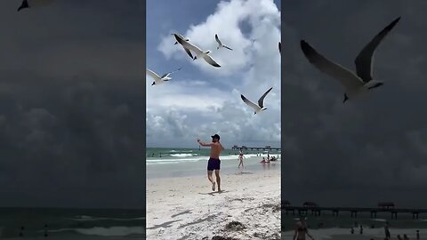 Florida got these special dive bombing kamikaze seagooses #shorts # #viral #shortvideo