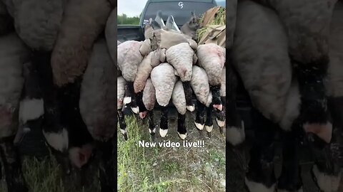 Link in the description!! #birdhunting #goosehunting #duck #duckhunt #duckhunters #bird #viral #pnw