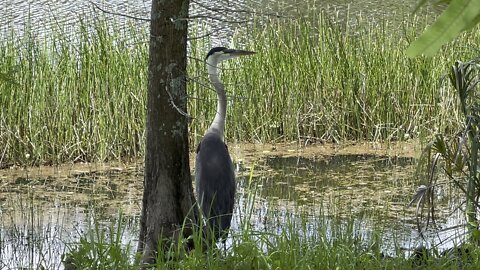 Great Blue Heron Hides In Plain Sight Part 2 #4K