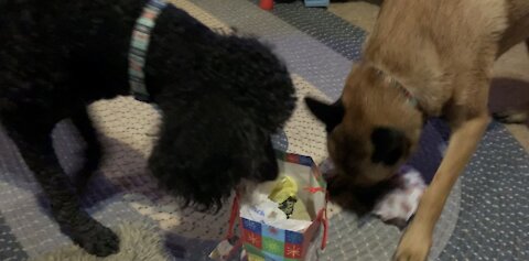 The Gentleman and Malagator opening the Christmas presents