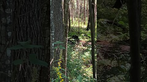 Virginia Black Bears #wildlife #nature #shortvideo #shortsfeed