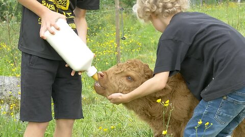 Rejected By Her Mother: What It's Like to Adopt a Calf!