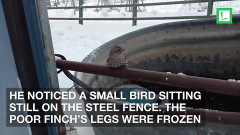 While Feeding Horses, Man Finds Tiny Bird Frozen to Pole. Uses Clever Trick to Save It