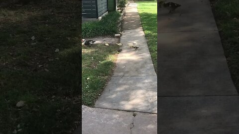 7 Muscovy Ducklings still alive