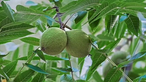 Have you ever seen a Walnut before it’s cleaned and dried?