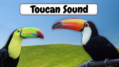 Animal Sound. Toucan Sound