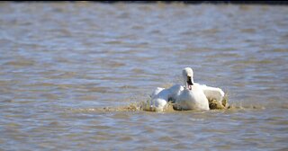 Swan wintering grounds, Japan