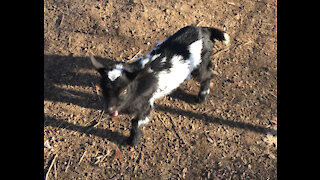 Hilarious baby goat!