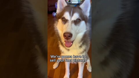 For all the husky feet freaks 🐾 #puppy #husky #dog #animals #cute #funnydogs #funny #pets