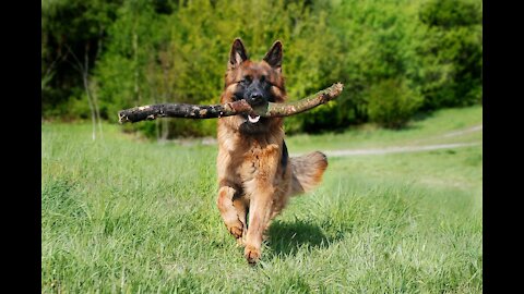 Step by Step Training for Guard Dog