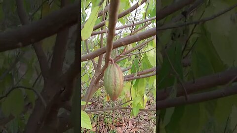 3 year old chocolate tree with cacao pods