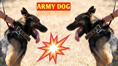 NEW ARMY DOG TRAINIG VIDEO