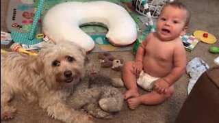 The most adorable friendship between a dog and a baby