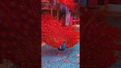 Colourful Peacock #animals #pets #horse #peacock #birds