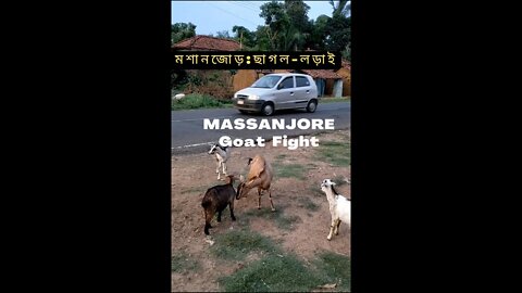 Massanjore goat fight@mithun Utpal banerjee bloges