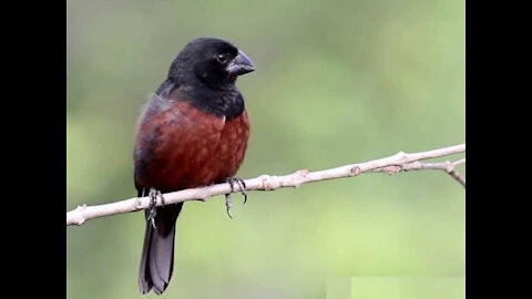 Bullfinch - adorable singing bird - by nature