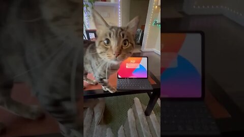 Cat turns on iPad screen #catsofyoutube