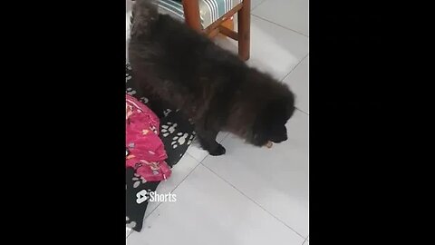 #shorts Chow Chow Dog Living in South Africa Num:04 #chowchowpuppies #chowchowdog #southafricachows