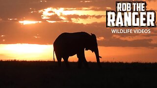 Elephant At Sunrise | Maasai Mara Safari | Zebra Plains