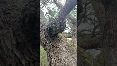 Burl #shorts #nature #outside #tree