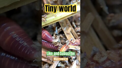 A Glimpse into the Macro world. #tinyworld #macrophotography #macroworld #insect #mealworms #nature