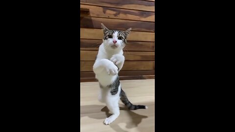 Funny Cat practice boxing