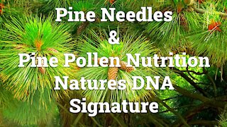 Platinumvk Nutritional Fern Plants