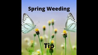 spring weeding tip #shorts