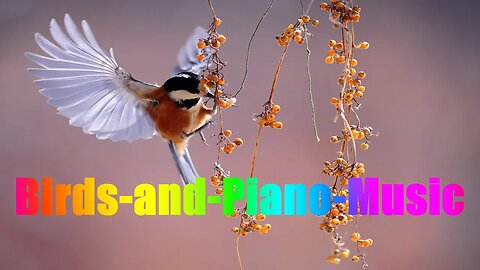 ♫大自然鳥語鋼琴和諧之音♫增強正能量的輕音樂! Birds-and-Piano-Nature Relaxing Music!