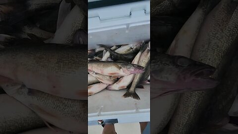 Another banger for Lake erie walleye ! 6 man limit done by 12pm! 36 fish!