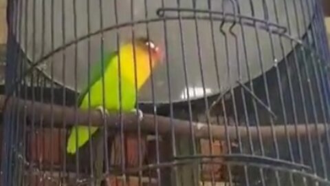 lovebird bird sound loud