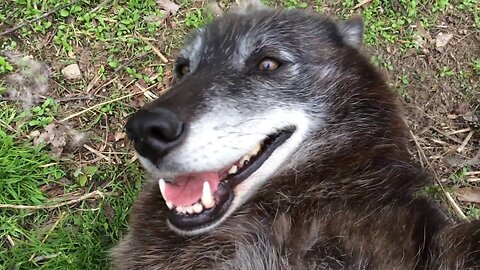 A very happy wolf