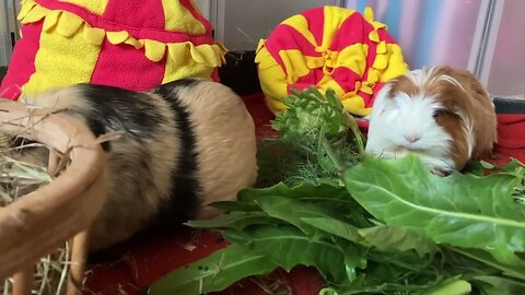 Guinea pigs and the destroyed tent ⛺️