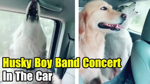 Funny Pets - Husky Boy Band Dogs Concert In The Car