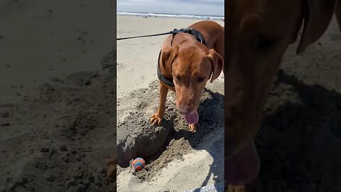 Rusty you need to take a break! #foxredlab #seasideoregon