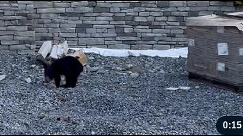 Bear Family Investigates New Building