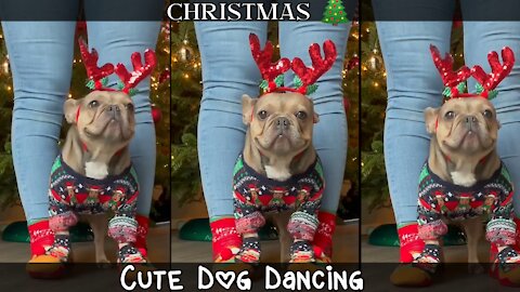 Cute dog wearing christmas clothes and dancing with his owner