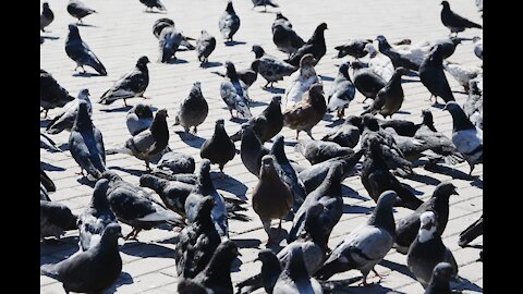 BIRDS RESTING - طبيعة الطيور