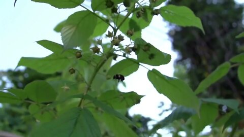 Beachfront B Roll Bees Pollinating Clip 2 Free to Use HD Stock Video Footage