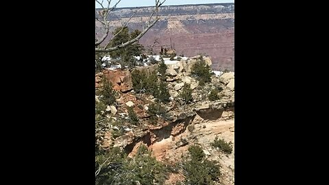 Moose in the Grand Canyon