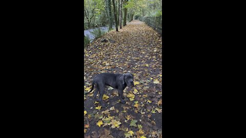 Cane Corso Puppy