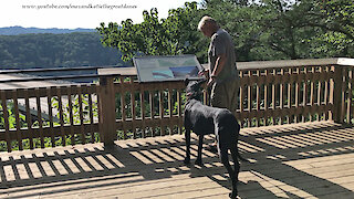 Great Dane Tourist Visits New River Gorge - Iphone 8 Memory