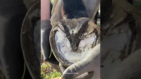 Some satisfying mud action for you 🤩 #samdracottfarrier #farrier #asmr #horses #oddlysatisfying #ho