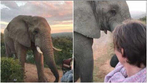 L'emozionante incontro con un elefante selvatico