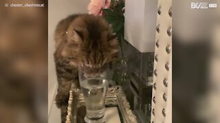 Gato adora beber água de copos!