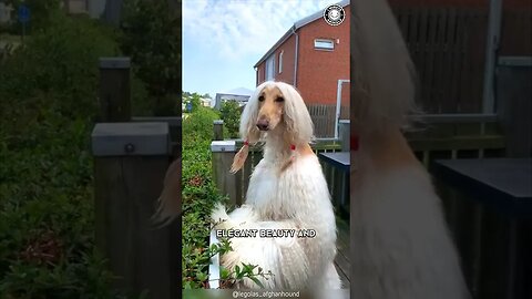 Afghan Hound 🐶 The Beauty Icon of Dogs!